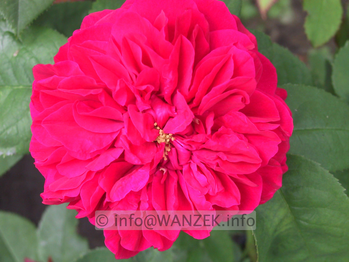 Strauchrose L.D. Braithwaite 03.JPG